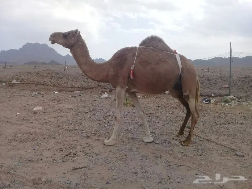 خلفة منيحة ياهل المنايح تملي سطل البرني وزود (image 5)