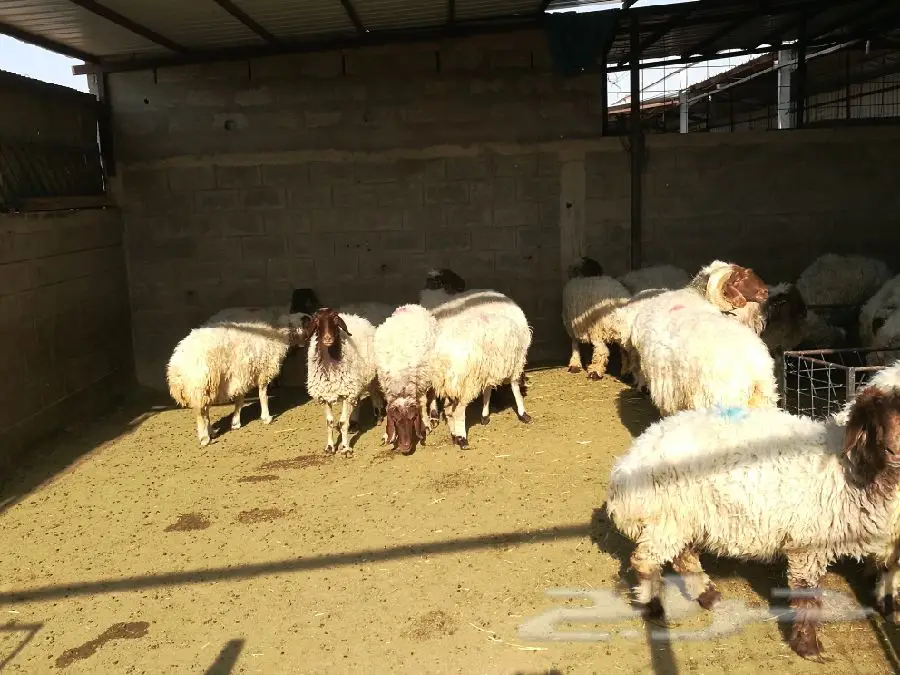 غنم نعيم أصيل للبيع - فرصة لا تُفوّت! (image 4)