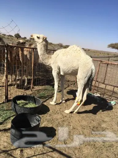 للبيع قعود عفر مزيون (image 3)