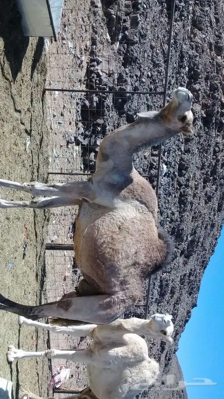 خلفة عمانية تحتها قعود ام الحليب (image 1)
