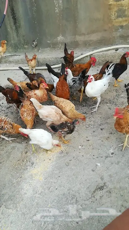 فروخ دجاج بلدي (image 2)