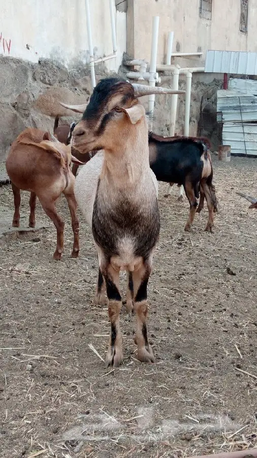 تيوس فحول (image 2)
