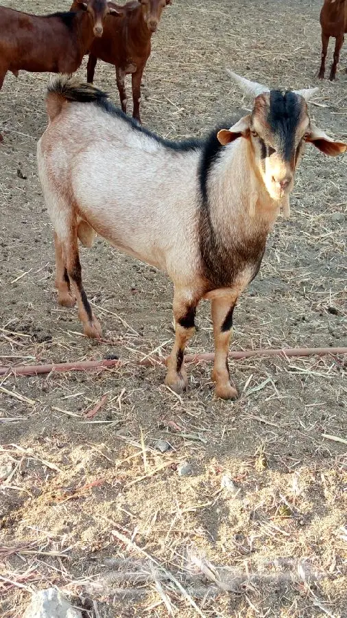 تيوس فحول (image 1)