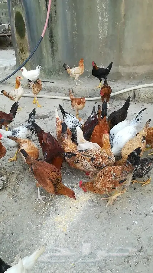 فروخ دجاج بلدي (image 1)