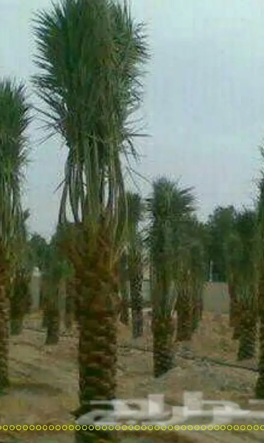 نخيل فاخر للبيع - توصيل وزراعة احترافي (image 20)