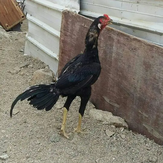 فروخ باكستاني سندي بيور (image 1)