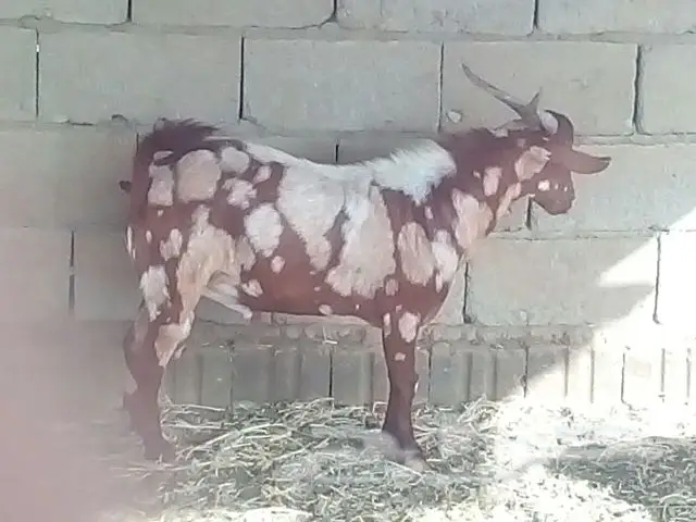 تيوس فحول (image 7)