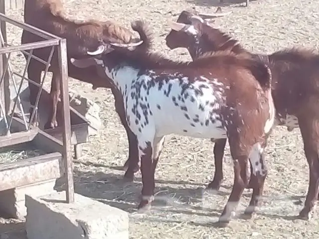 تيوس فحول (image 8)