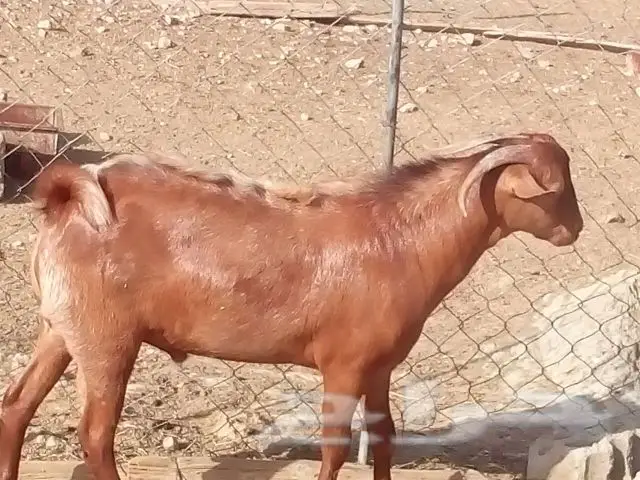 تيوس فحول (image 5)