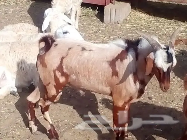 تيوس فحول (image 9)