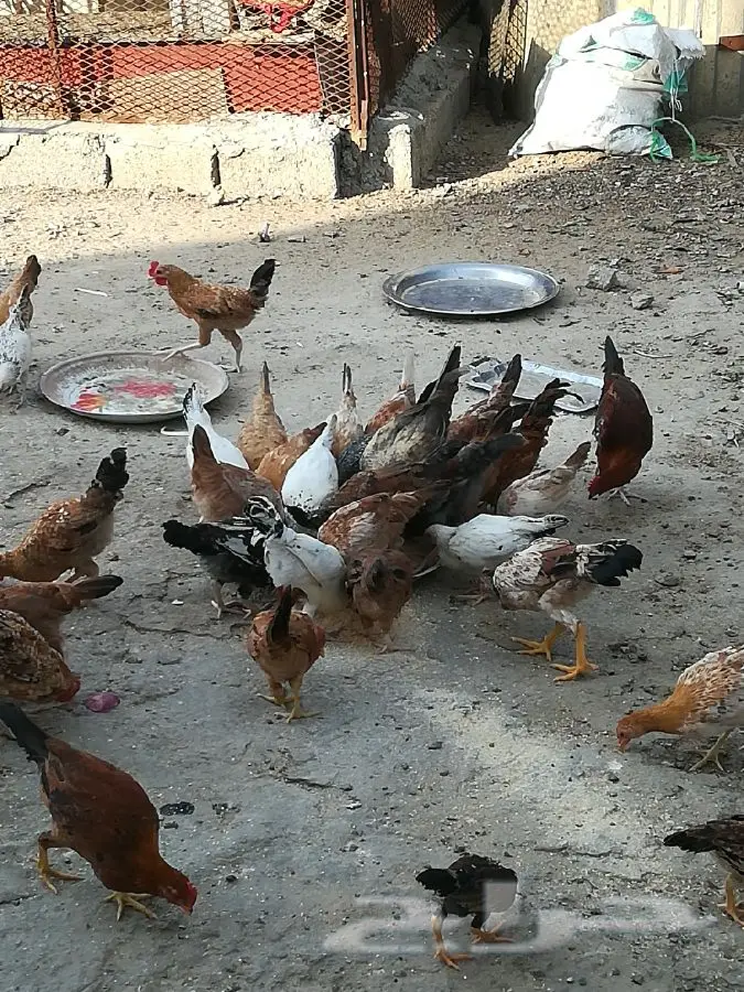 فروخ دجاج بلدي (image 3)