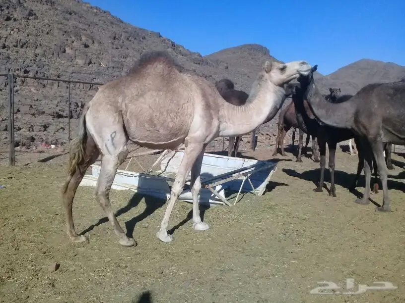 خلفة عمانية تحتها قعود ام الحليب (image 2)