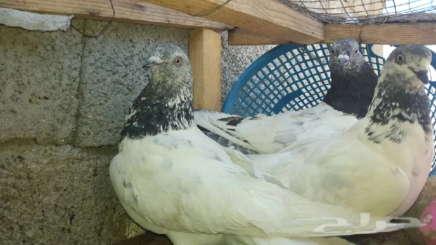 حمام فرصه ادخل  (image 1)