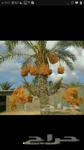 نخيل للبيع بجميع أنواعها ومقاساته اخواني  (image 11)