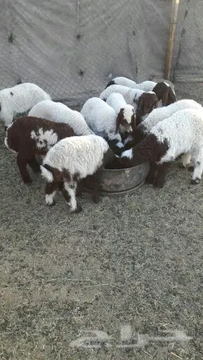 هرافي نعيم الحد 400 (image 13)