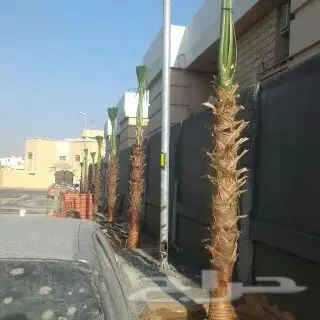 لتوريدانخيل  (image 2)