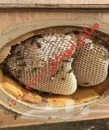 عسل سدراصلي عشرين الف اذا اتضح عليه تغذيه (image 1)