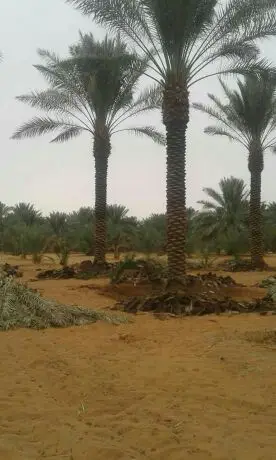 تكريب وتنضيف احترافي على جميع المقاسات! (image 2)