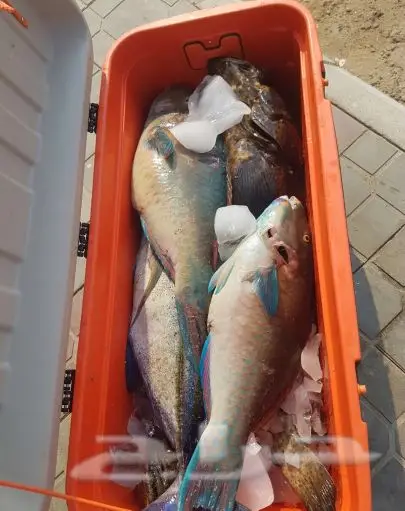 سمك حريد   جمبري حجم كبير  (image 2)