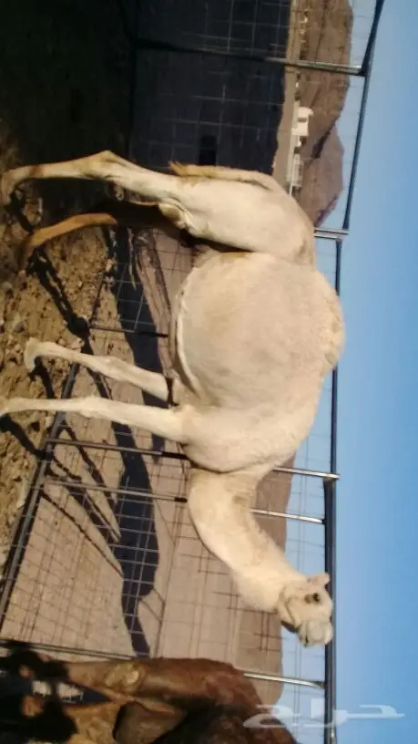 الخلفة المنيحة حليب ياهل الحليب منيحة (image 1)
