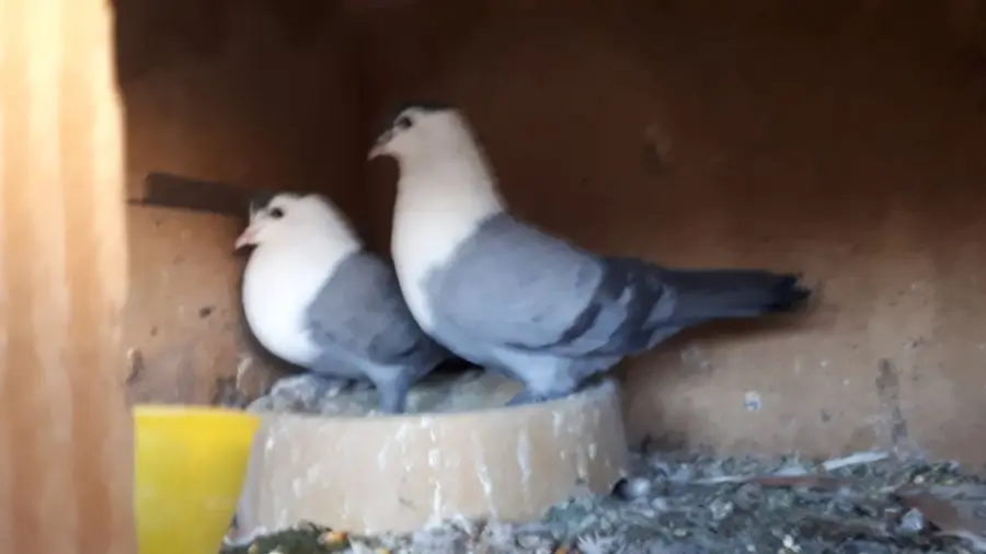 جوز لبناني ازرق (image 3)
