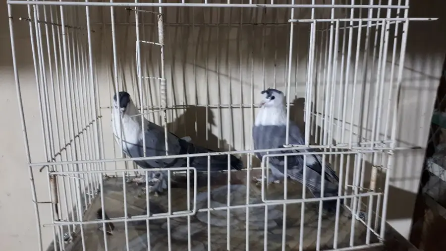 جوز لبناني ازرق (image 5)