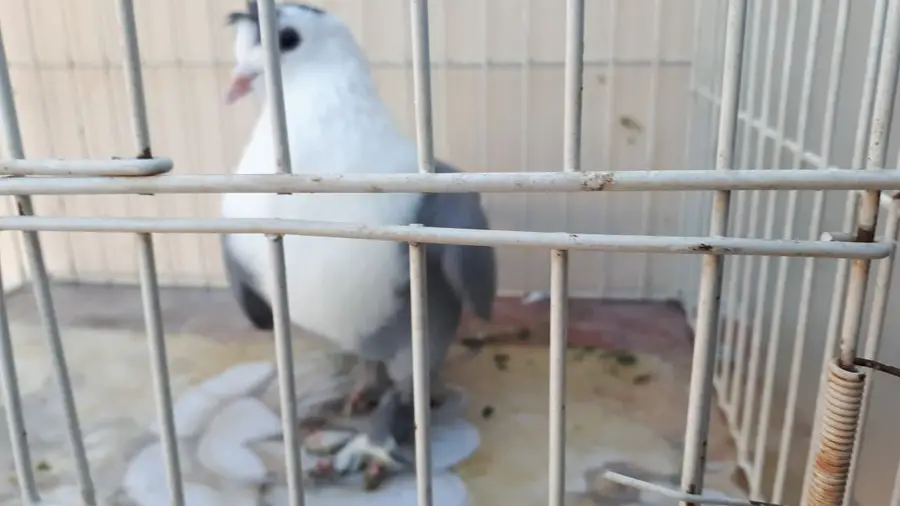 جوز لبناني ازرق (image 1)