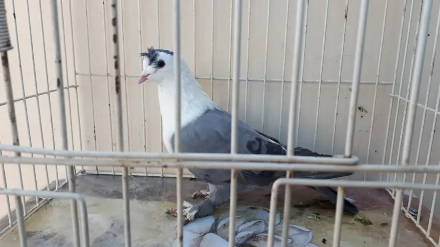 جوز لبناني ازرق (image 2)