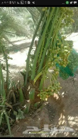نخيل للبيع بجميع أنواعها ومقاساته اخواني (image 18)