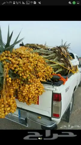 نخيل للبيع بجميع أنواعها ومقاساته اخواني (image 22)