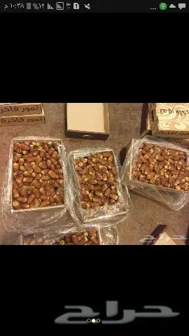 نخيل للبيع بجميع أنواعها ومقاساته اخواني (image 17)