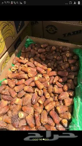 نخيل للبيع بجميع أنواعها ومقاساته اخواني (image 15)