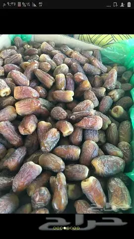 نخيل للبيع بجميع أنواعها ومقاساته اخواني (image 14)