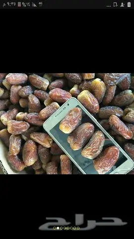 نخيل للبيع بجميع أنواعها ومقاساته اخواني (image 13)