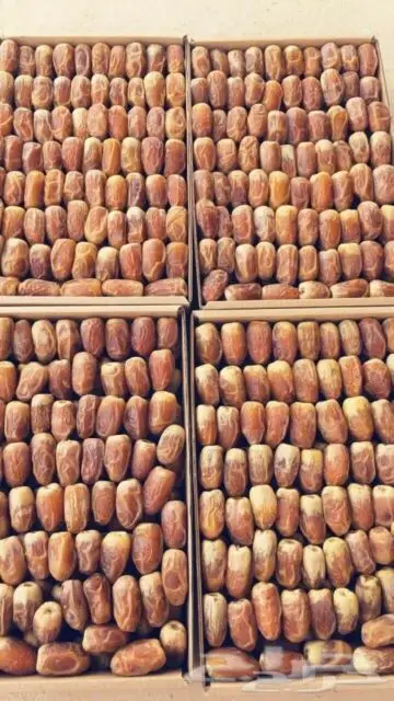 نخيل للبيع بجميع أنواعها ومقاساته اخواني (image 16)