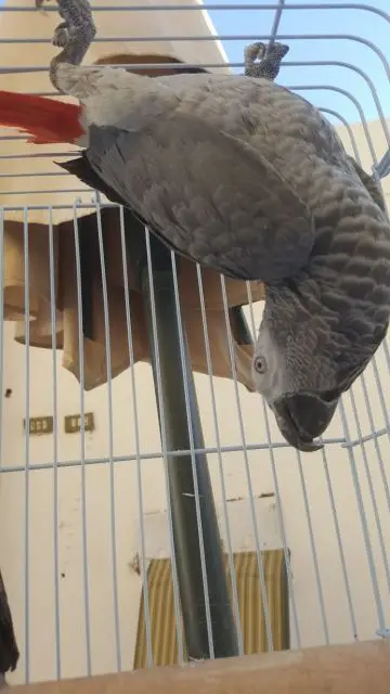 فرخ كاسكو إفريقي - فرصة لا تُفوّت! (image 14)