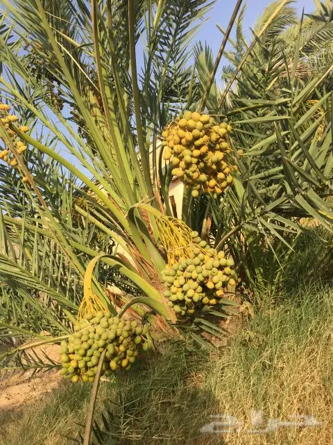 نخيل للبيع بجميع أنواعها ومقاساته اخواني (image 21)
