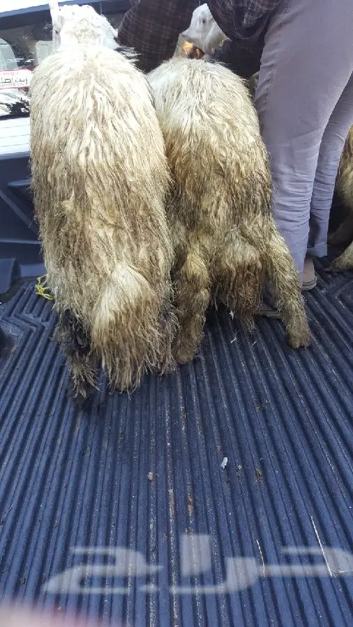 خرفان بلديه (image 2)