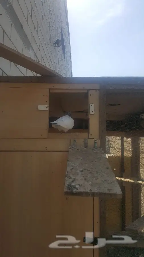 حمام بلدي وباكستاني  (image 18)