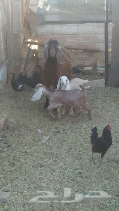 عنز معها تيسين (image 2)