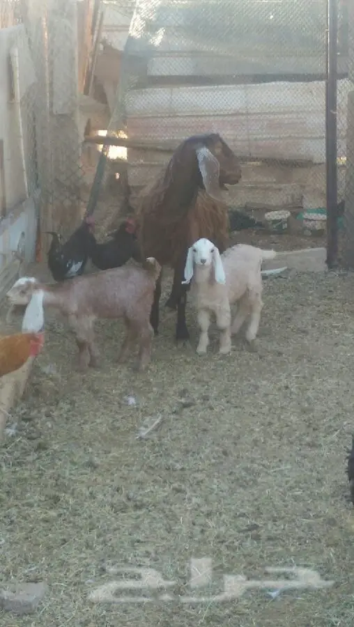 عنز معها تيسين (image 1)