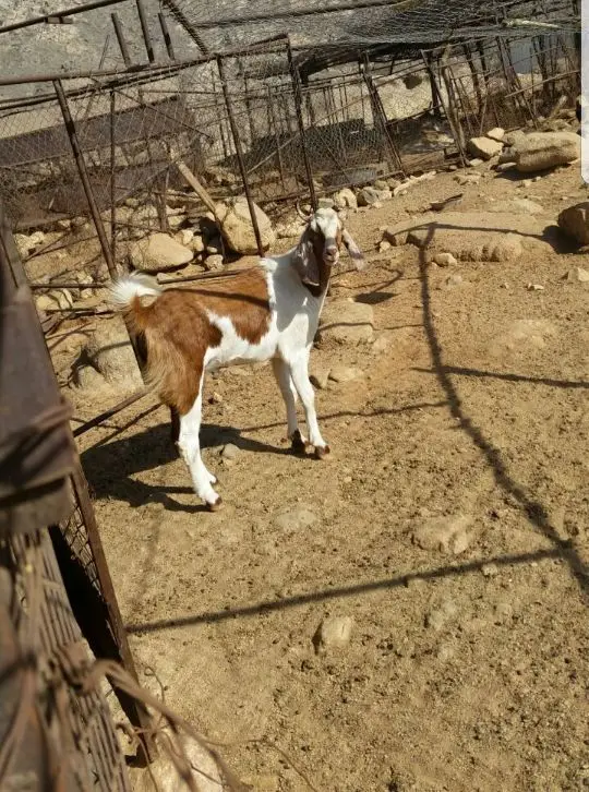 تيس جذع فحل