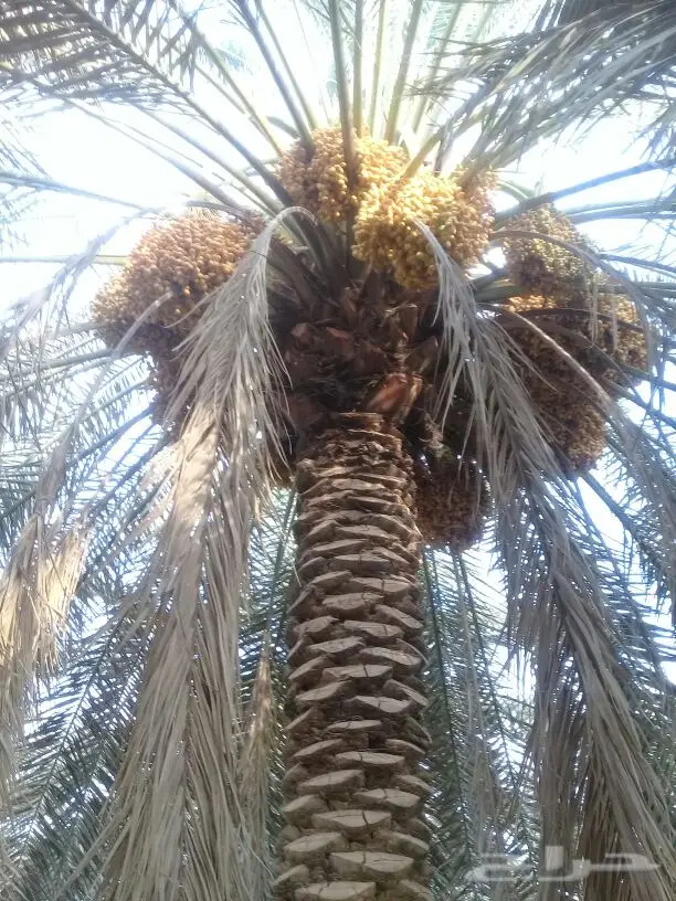 نخيل للبيع بجميع أنواعها ومقاساته اخواني (image 20)