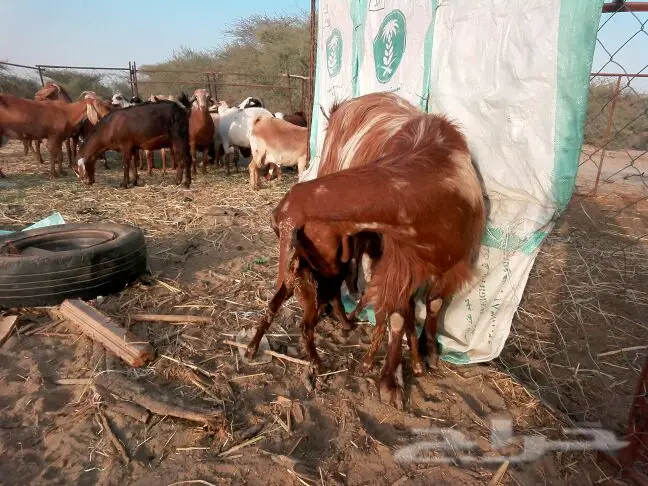 القنفذة  (image 2)