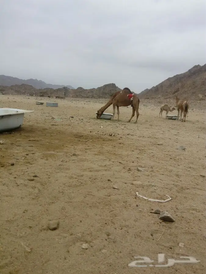 خيل سواحل عالي الجودة - فرسان من أرض الرياض! (image 5)