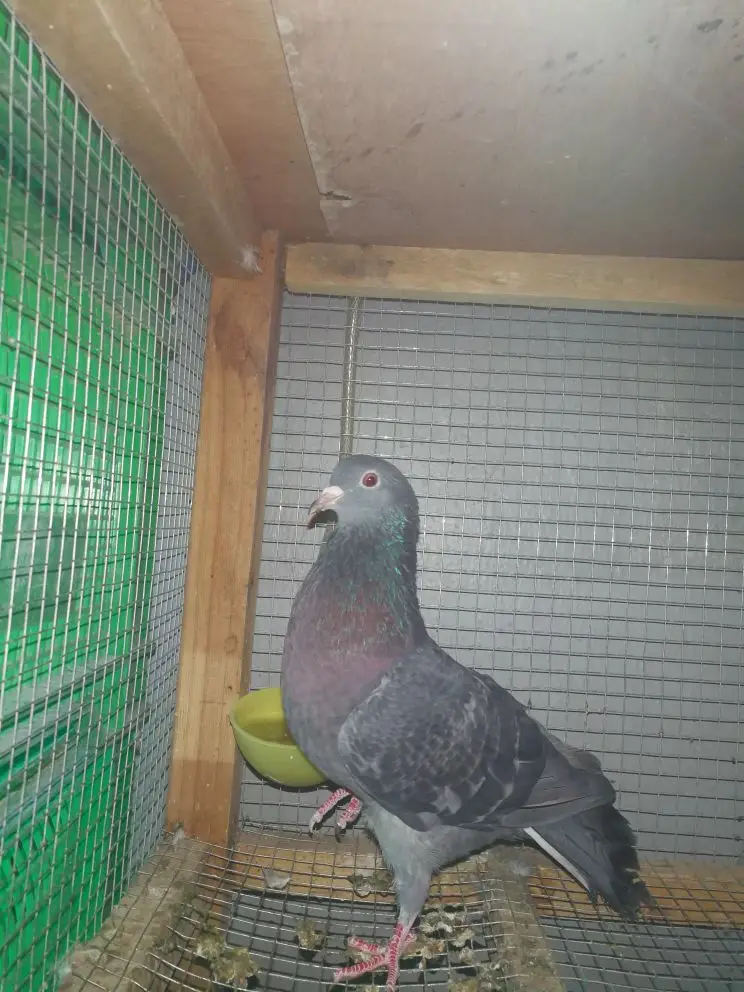 الخرج - مجموعة حمام شباب  وفي