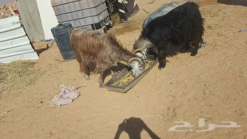 للبيع ثلاث معزا في الخرج  (image 1)