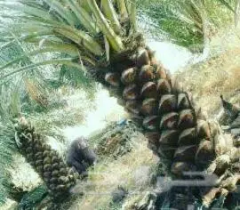 تبوك - ابوعصام لتوريدالنخل (image 4)