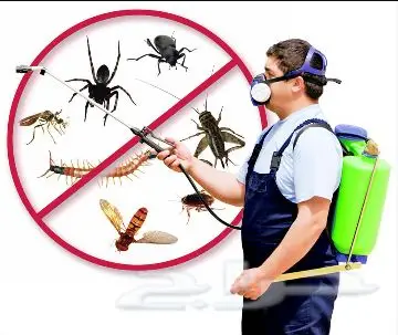 افضل مكافحه حشرات بالمدينه المنوره 