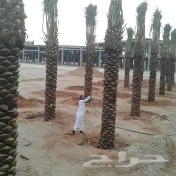 تبوك - ابوعصام لتوريدالنخل (image 8)